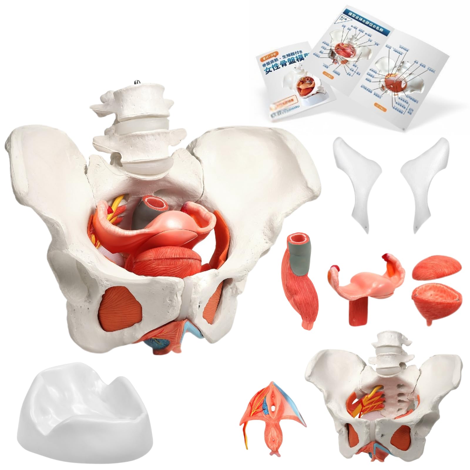 KIYOMARU 骨盤底筋付き女性骨盤模型 人体模型 8パーツ Amazon.co.jp: KIYOMARU 骨盤底筋付き女性骨盤模型 人体模型 8パーツ